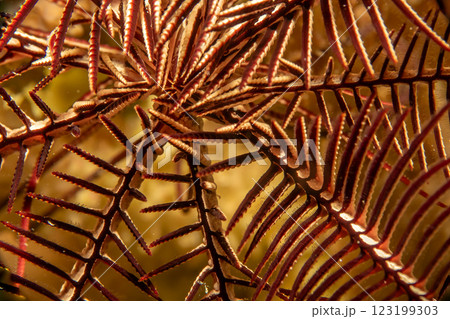 A beautiful pattern under the water. Background design A beautiful pattern under the water. Background design 123199303