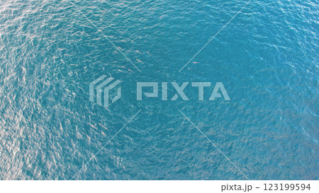 Dolphins swimming in the clear blue ocean water Dolphins swimming in the clear blue ocean water 123199594