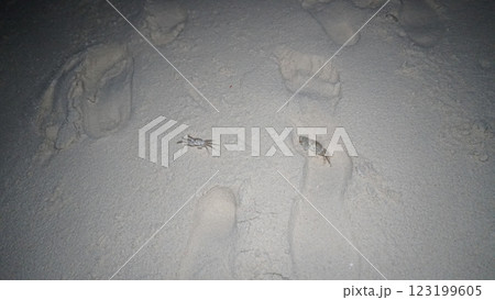 Two ghost crabs walking on white sand beach at night Two ghost crabs walking on white sand beach at night 123199605