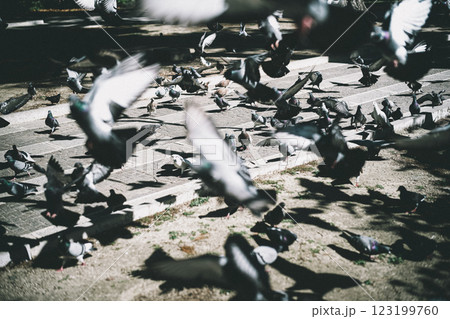 鳩の群れが都市の公園で一斉に飛び立つ瞬間（動的・躍動感） 123199760