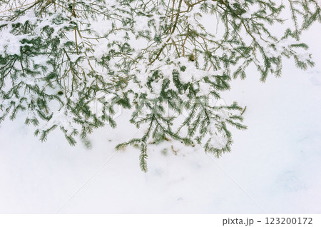 釧路川周辺の雪景色(雪に覆われた針葉樹) 釧路川周辺の雪景色(雪に覆われた針葉樹) 123200172