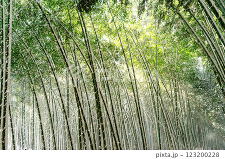 雪の嵐山竹林 123200228