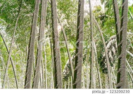 神秘的な竹林 123200230