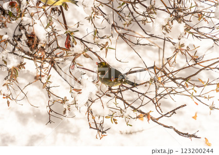 木にとまるスズメ 123200244