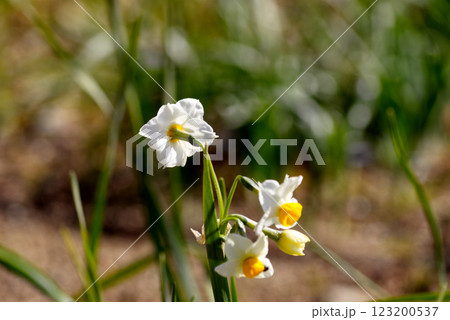 早春に咲く水仙の花 123200537