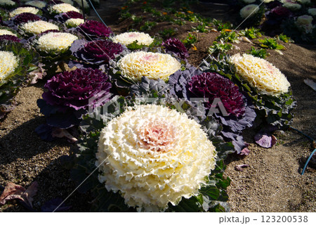 満開のキャベツの仲間お葉牡丹 満開のキャベツの仲間お葉牡丹 123200538