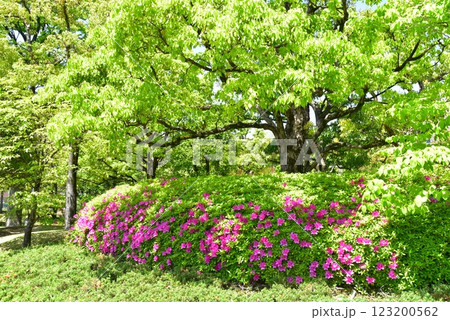 新緑に映えるツツジ 123200562