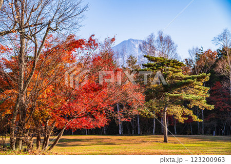 【山梨県】西湖野鳥の森公園 　紅葉と富士山 123200963