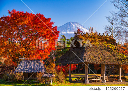 【山梨県】西湖野鳥の森公園 　紅葉と富士山 123200967