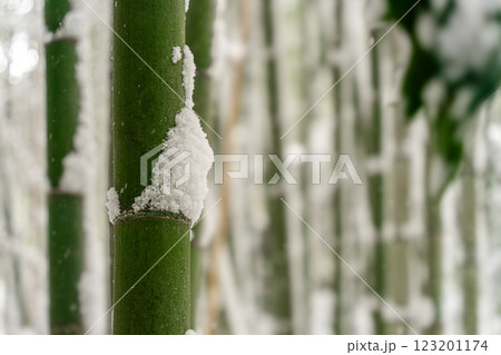 竹に積もる雪 竹に積もる雪 123201174