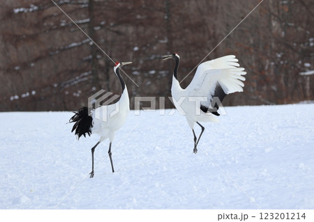 雪原に飛来したタンチョウ 雪原に飛来したタンチョウ 123201214