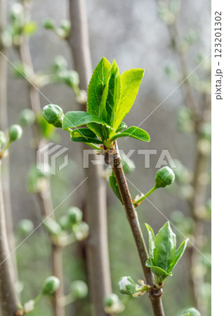 New buds of a plum tree with green sepals in the spring orchard. 123201302