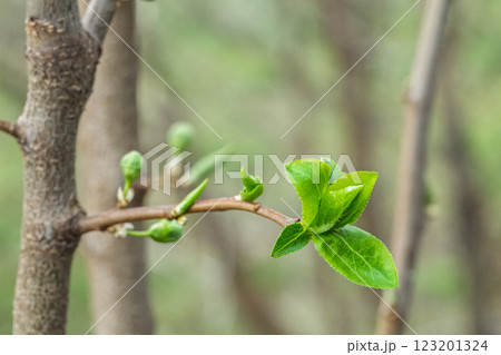 Branch of the plum tree in the period of spring flowering. Branch of the plum tree in the period of spring flowering. 123201324