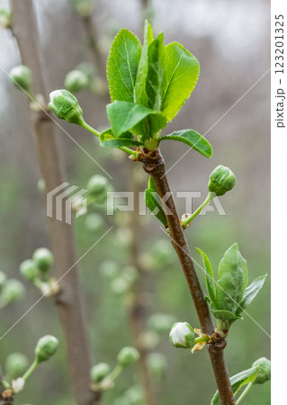 Branch of the plum tree in the period of spring flowering. Branch of the plum tree in the period of spring flowering. 123201325