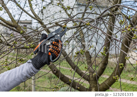 Female farmer with a pruner shearing the cherry tree 123201335