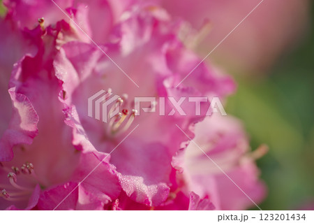 朝日に映えるシャクナゲの花(出雲市) 朝日に映えるシャクナゲの花(出雲市) 123201434