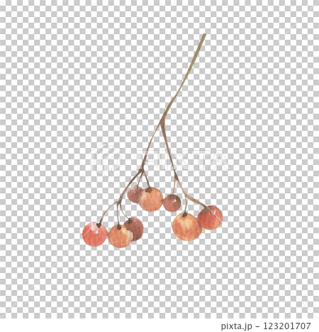 Rowan berry watercolor illustration. Hand drawn forest botanical clipart, autumn wild harvest painting for product packing, seasonal menu, poster, label,logo design 123201707