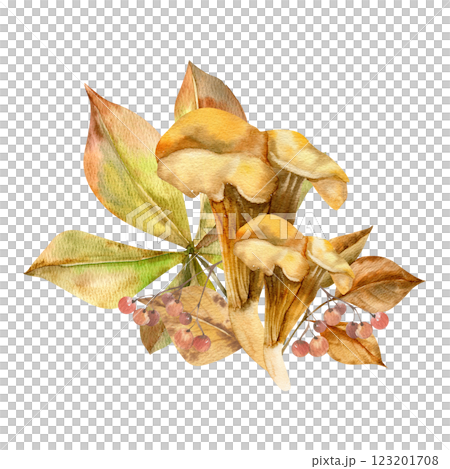 Autumn fungus Chanterelle floral watercolor composition. Hand drawn orange mushroom with chestnut leaves and berries illustration for harvest season poster, card, invitation design.Fall menu design 123201708