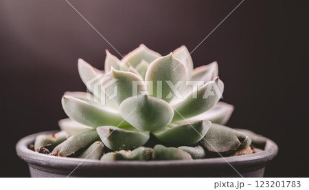 観葉植物/ぷっくりした多肉植物1 123201783