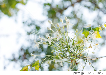 White Millingtonia hortensis or tree jasmine or Indian cork cheerful blooming against blue sky. 123201847