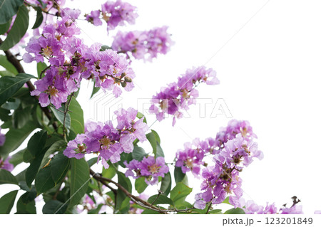 Queen's Floweror Lagerstroemia speciosa, cheerful blooming in park. Queen's Floweror Lagerstroemia speciosa, cheerful blooming in park. 123201849