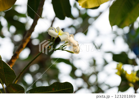 White and Yellow Plumeria or Frangipani cheerful blooming in natural park. 123201869