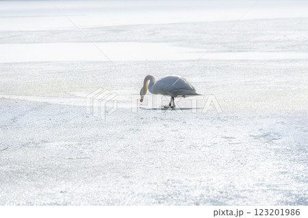 志高湖の凍った湖と優雅な白鳥 123201986