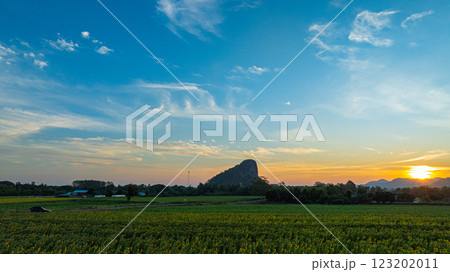 Aerial view of Scenery a field of yellow sunflowers in beautiful sunrise Aerial view of Scenery a field of yellow sunflowers in beautiful sunrise 123202011
