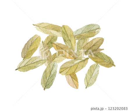 水彩で描いたセンナの葉 水彩で描いたセンナの葉 123202083