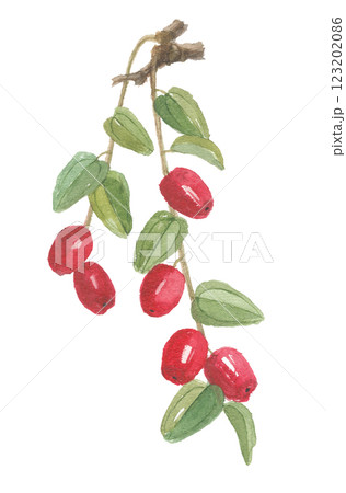 水彩で描いた棗 ナツメ 水彩で描いた棗 ナツメ 123202086