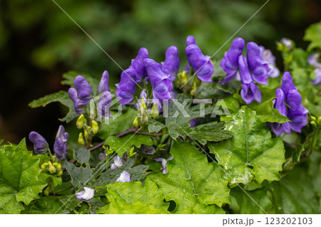 【新潟県_佐渡_トリカブト】花の百名山・トレッキングコースに咲くトリカブト 9月 10月 123202103