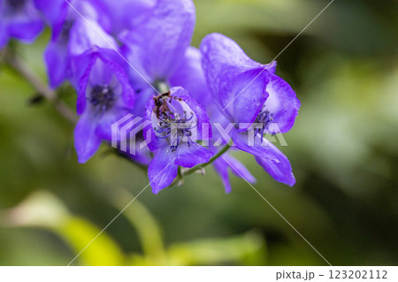 【新潟県_佐渡_トリカブト】花の百名山・トレッキングコースに咲くトリカブト 9月 10月 【新潟県_佐渡_トリカブト】花の百名山・トレッキングコースに咲くトリカブト 9月 10月 123202112