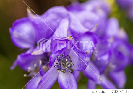 【新潟県_佐渡_トリカブト】花の百名山・トレッキングコースに咲くトリカブト 9月 10月 123202113