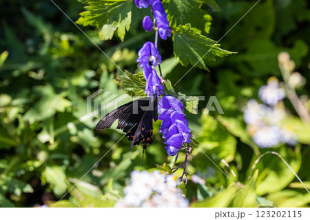 【新潟県_佐渡_トリカブト】花の百名山・トレッキングコースに咲くトリカブト 9月 10月 【新潟県_佐渡_トリカブト】花の百名山・トレッキングコースに咲くトリカブト 9月 10月 123202115