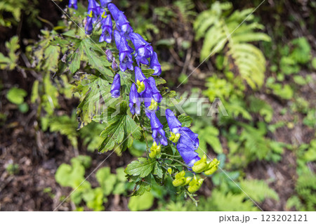 【新潟県_佐渡_トリカブト】花の百名山・トレッキングコースに咲くトリカブト 9月 10月 123202121