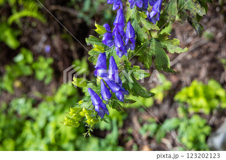 【新潟県_佐渡_トリカブト】花の百名山・トレッキングコースに咲くトリカブト 9月 10月 【新潟県_佐渡_トリカブト】花の百名山・トレッキングコースに咲くトリカブト 9月 10月 123202123