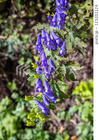 【新潟県_佐渡_トリカブト】花の百名山・トレッキングコースに咲くトリカブト 9月 10月 123202124