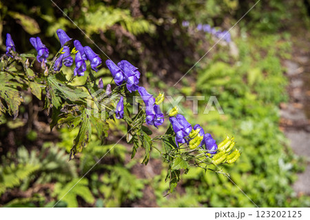 【新潟県_佐渡_トリカブト】花の百名山・トレッキングコースに咲くトリカブト 9月 10月 【新潟県_佐渡_トリカブト】花の百名山・トレッキングコースに咲くトリカブト 9月 10月 123202125