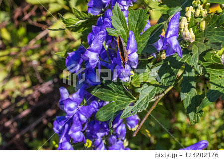 【新潟県_佐渡_トリカブト】花の百名山・トレッキングコースに咲くトリカブト 9月 10月 123202126