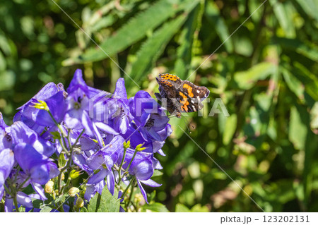 【新潟県_佐渡_トリカブト】花の百名山・トレッキングコースに咲くトリカブト 9月 10月 【新潟県_佐渡_トリカブト】花の百名山・トレッキングコースに咲くトリカブト 9月 10月 123202131