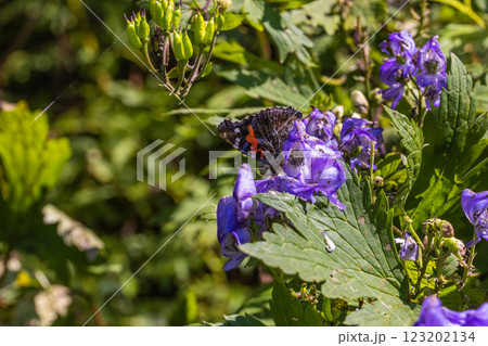 【新潟県_佐渡_トリカブト】花の百名山・トレッキングコースに咲くトリカブト 9月 10月 【新潟県_佐渡_トリカブト】花の百名山・トレッキングコースに咲くトリカブト 9月 10月 123202134