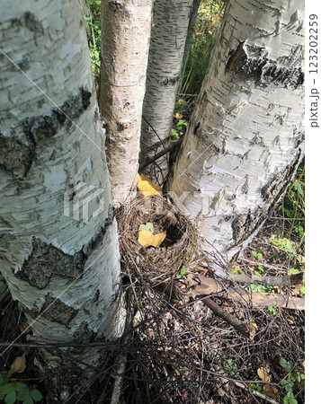 Bird's nest among birch tree trunks in the forest. Empty nest 123202259
