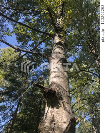 Birch chaga mushroom growing on a birch tree trunk. Black coal growth on a tree 123202262