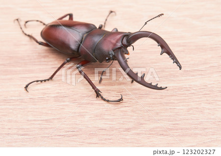 一匹の大型のノコギリクワガタ 木目 一匹の大型のノコギリクワガタ 木目 123202327