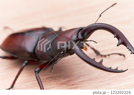 一匹の大型のノコギリクワガタ 木目 一匹の大型のノコギリクワガタ 木目 123202329