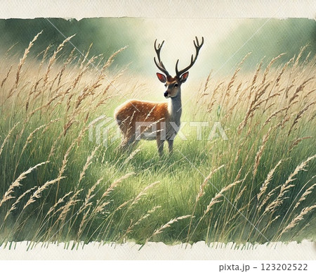 野生の鹿 野生の鹿 123202522