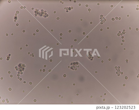 ほぼ丸いとかち野酵母菌 123202523