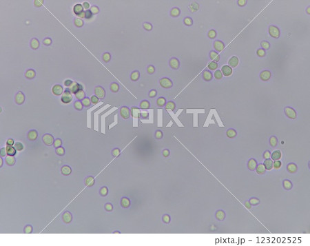 少し小さめの酵母菌 123202525