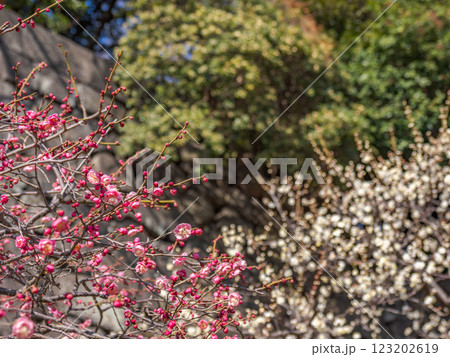 早春の皇居東御苑に咲く紅梅と白梅 早春の皇居東御苑に咲く紅梅と白梅 123202619