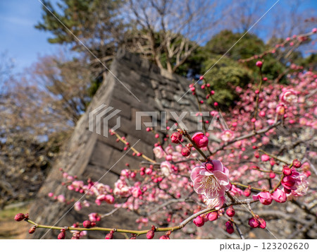早春の皇居東御苑に咲く紅梅 早春の皇居東御苑に咲く紅梅 123202620